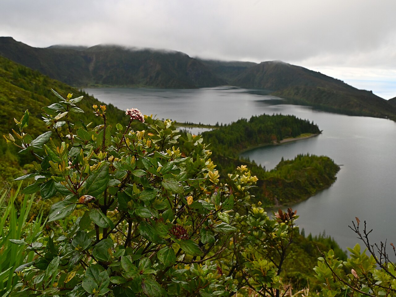 Viburnum treleasei: Viburnum treleasei at Miradouro da Lagoa do Fogo on Sao Miguel Island, Azores