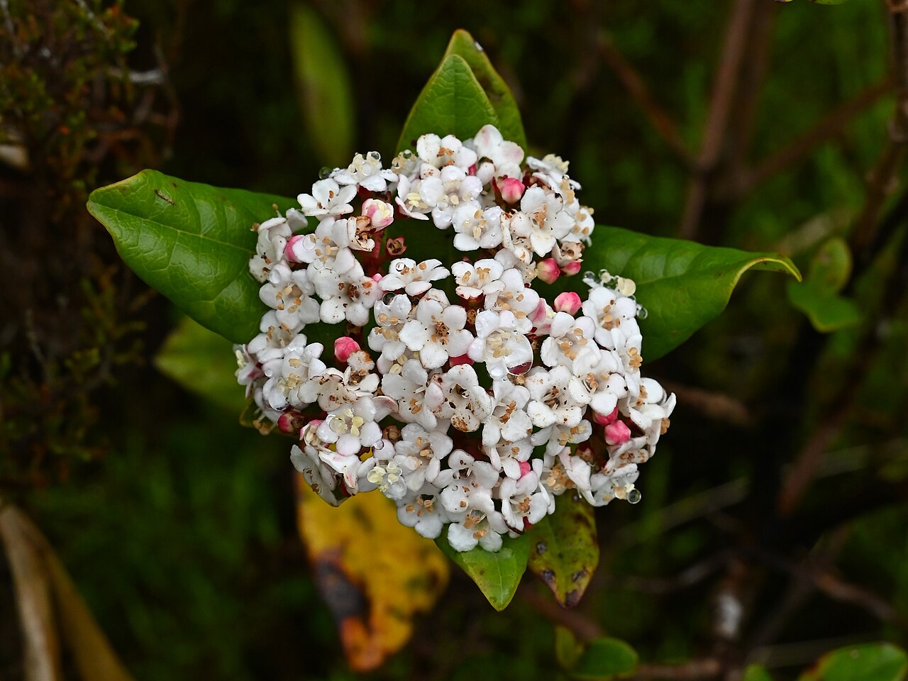 Viburnum treleasei: Viburnum treleasei on Miradouro da Lagoa do Fogo on Sao Miguel Island, Azores