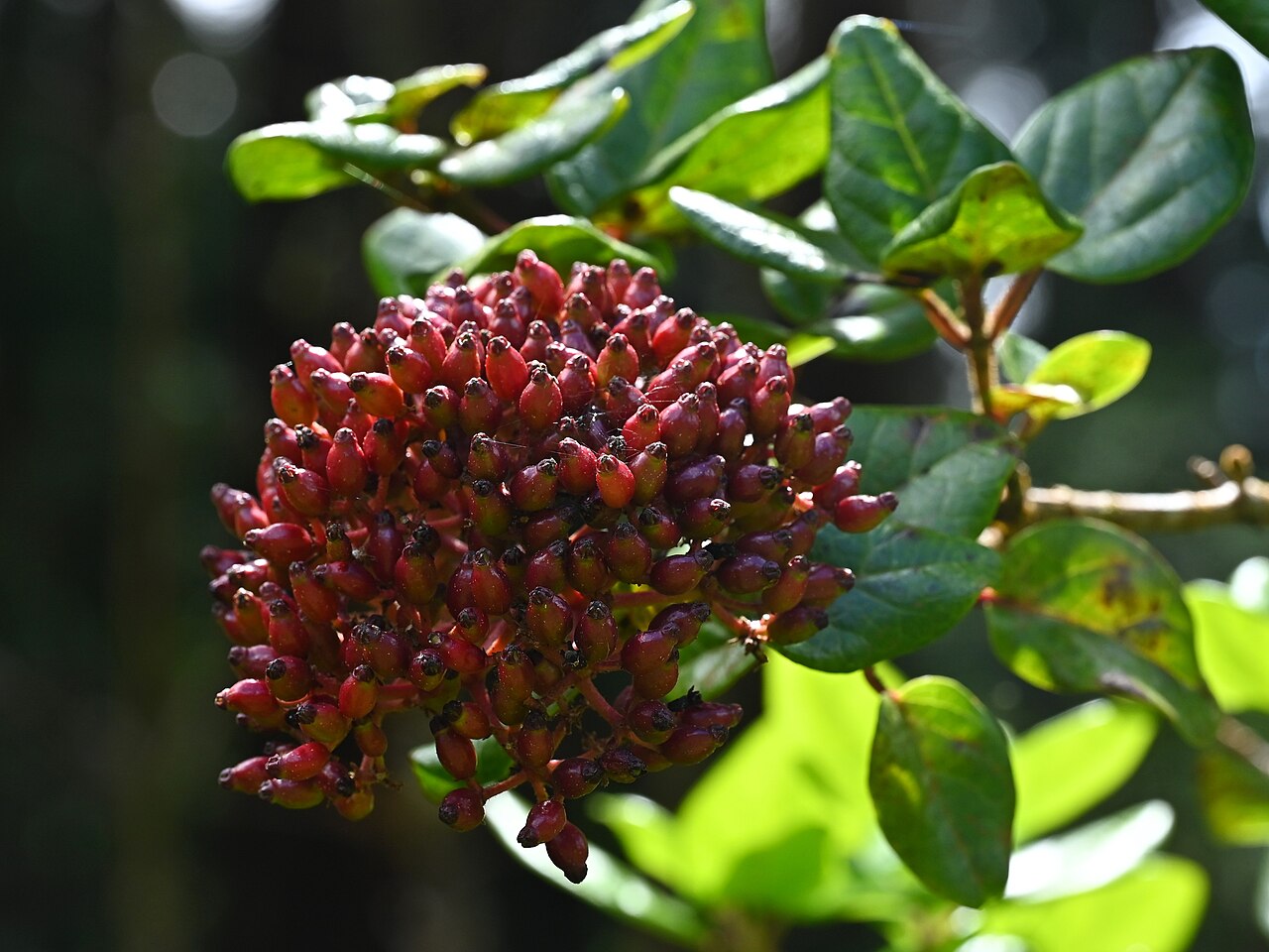 Viburnum treleasei: Viburnum treleasei in Reserva Florestal de Recreio da Chã da Macela on Sao Miguel Island, Azores