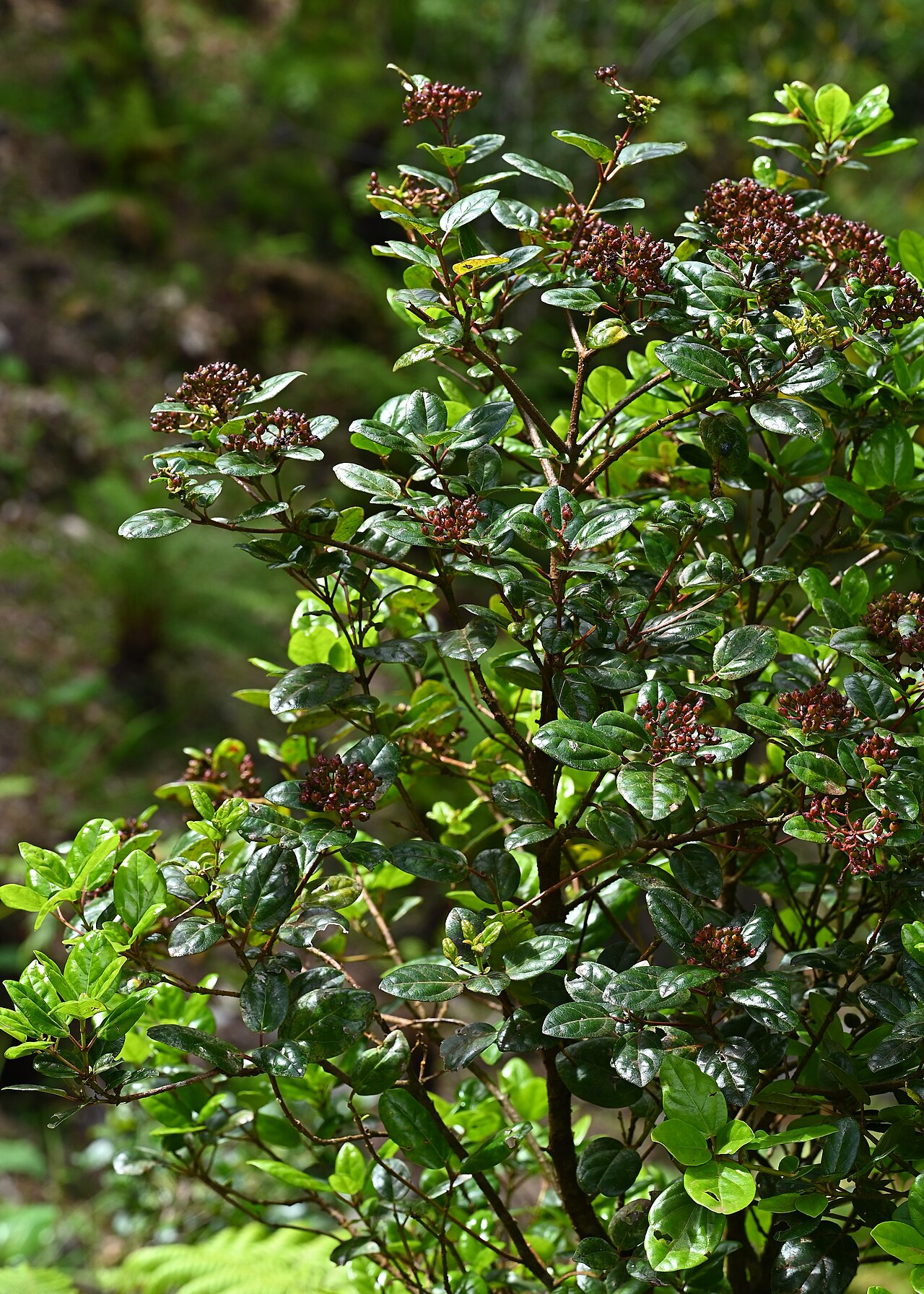 Viburnum treleasei: Viburnum treleasei in Caldeira Velha on Sao Miguel Island, Azores