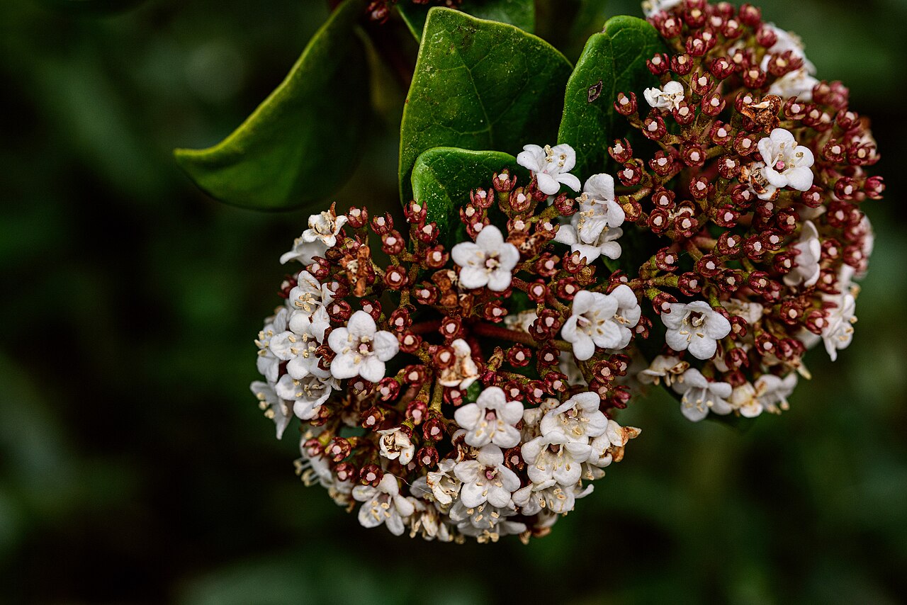 Viburnum treleasei: Viburnum treleasei im Botanischen Garten München