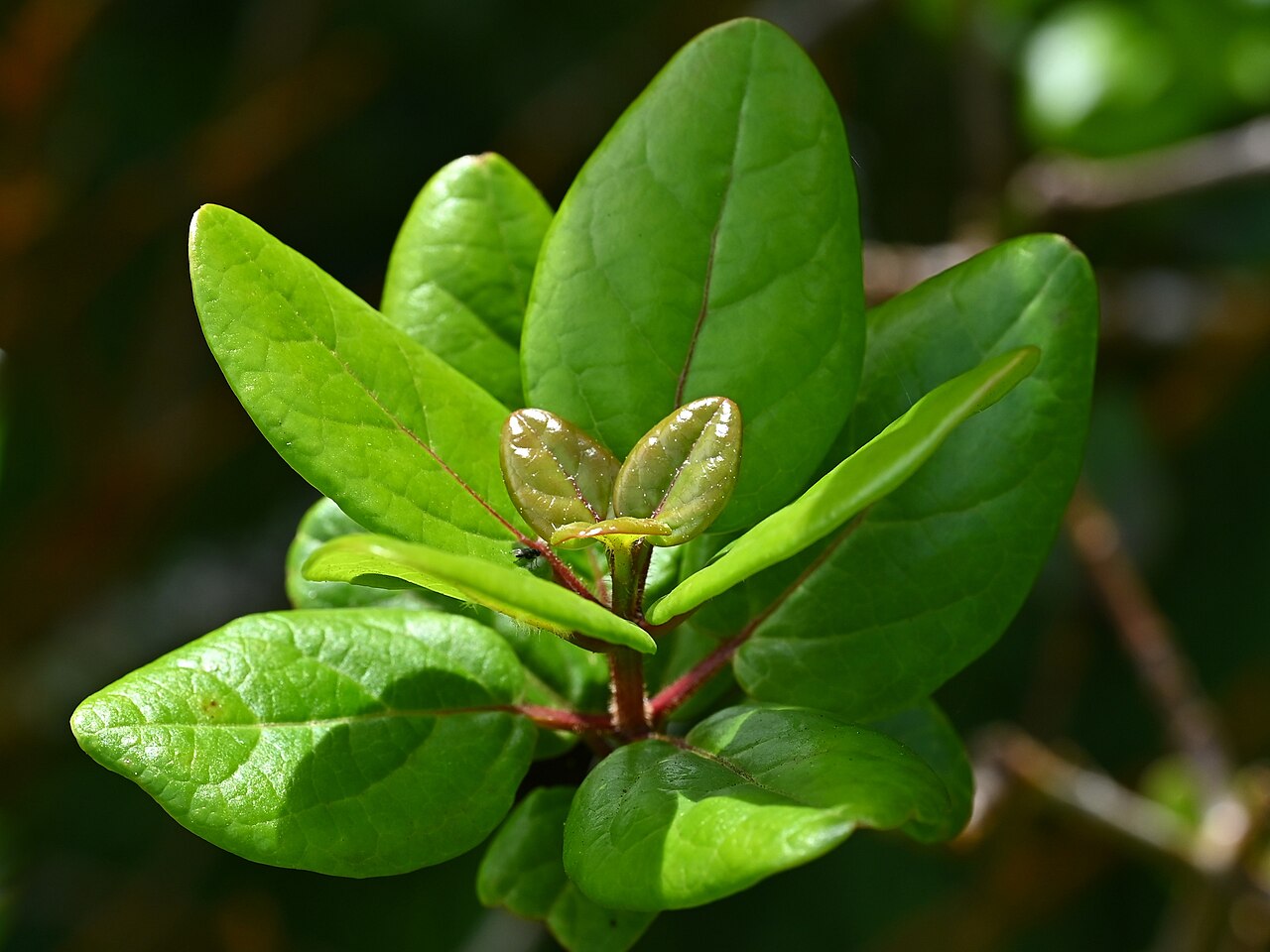 Viburnum treleasei: Viburnum treleasei in Reserva Florestal de Recreio da Chã da Macela on Sao Miguel Island, Azores