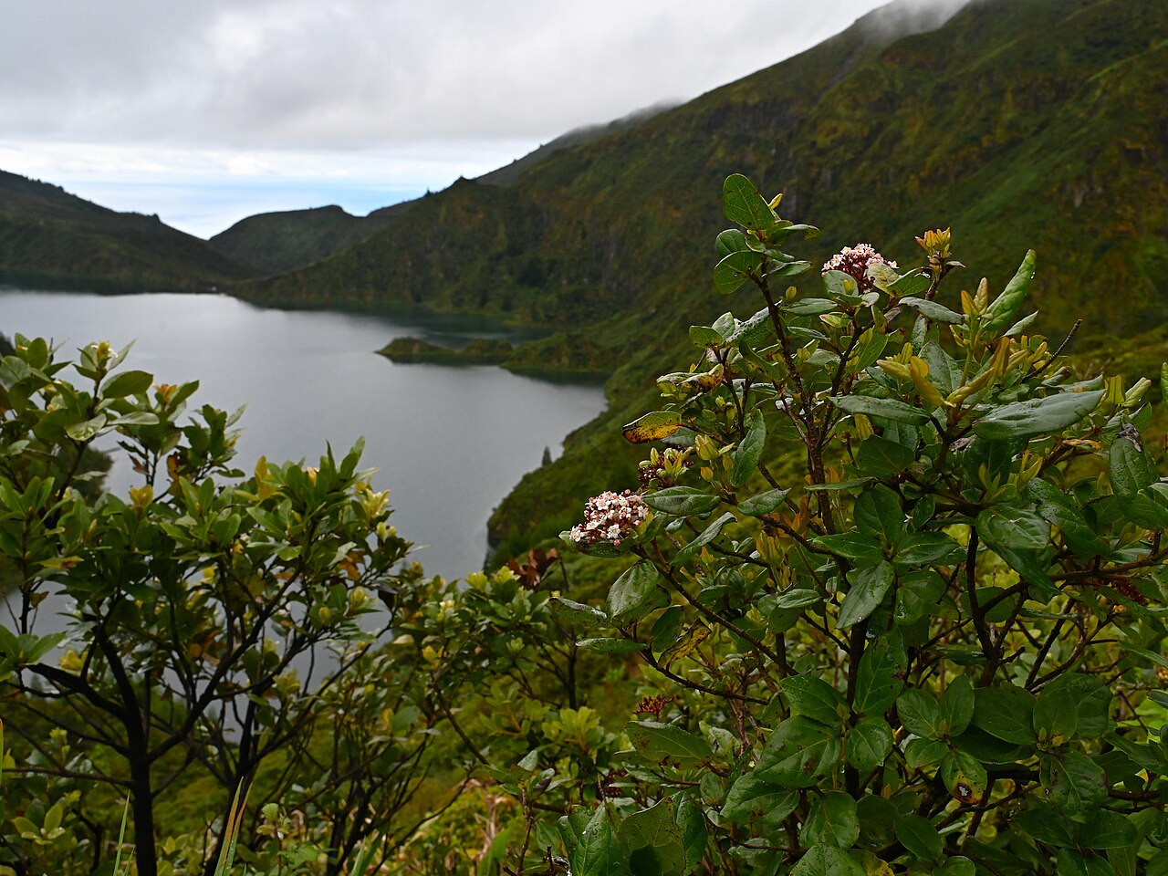 Viburnum treleasei: Viburnum treleasei at Miradouro da Lagoa do Fogo on Sao Miguel Island, Azores
