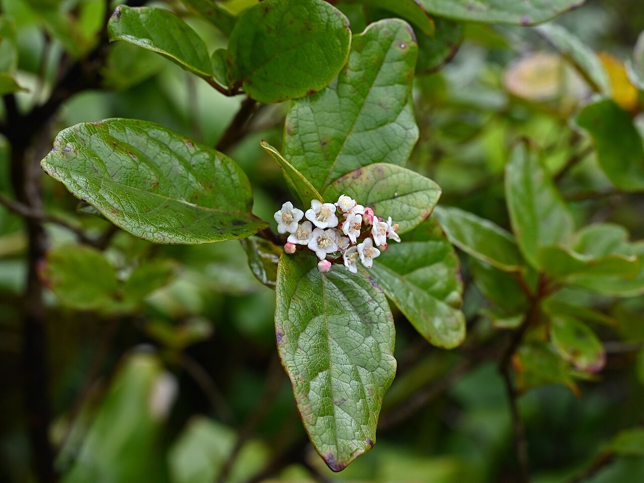 Viburnum treleasei: Viburnum treleasei on Miradouro da Lagoa do Fogo on Sao Miguel Island, Azores