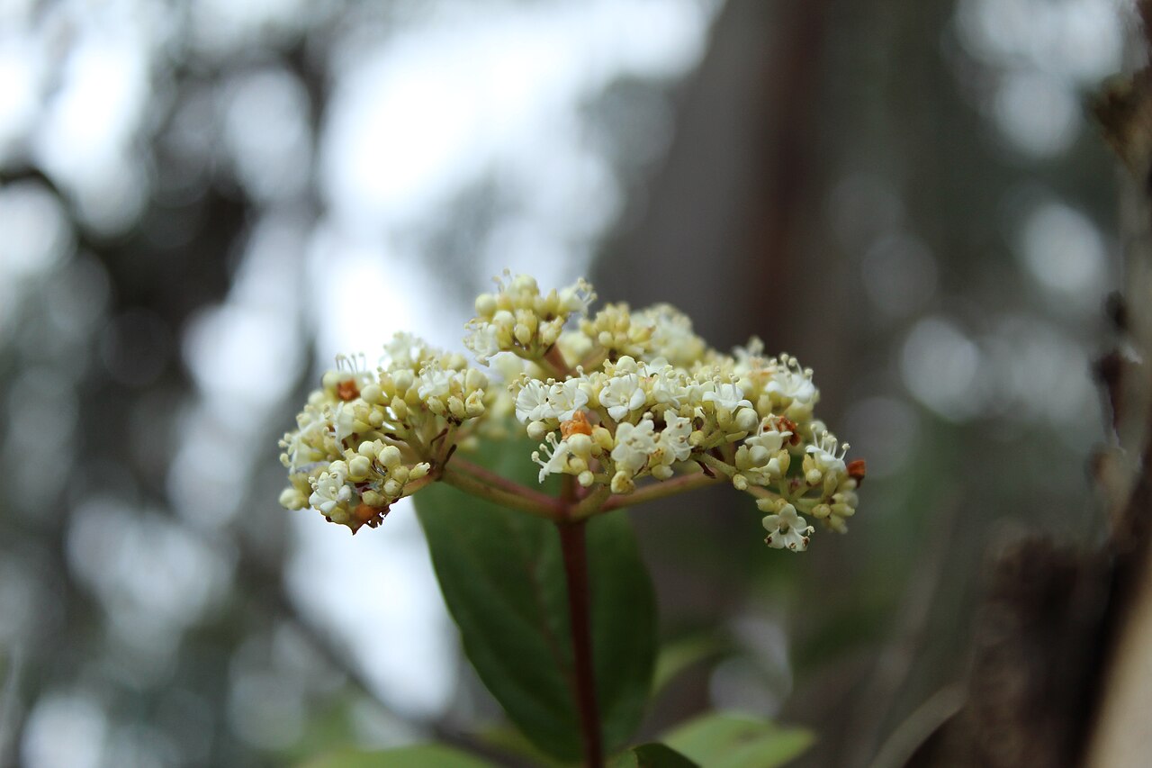 Viburnum triphyllum: Flowers of Viburnum triphyllum