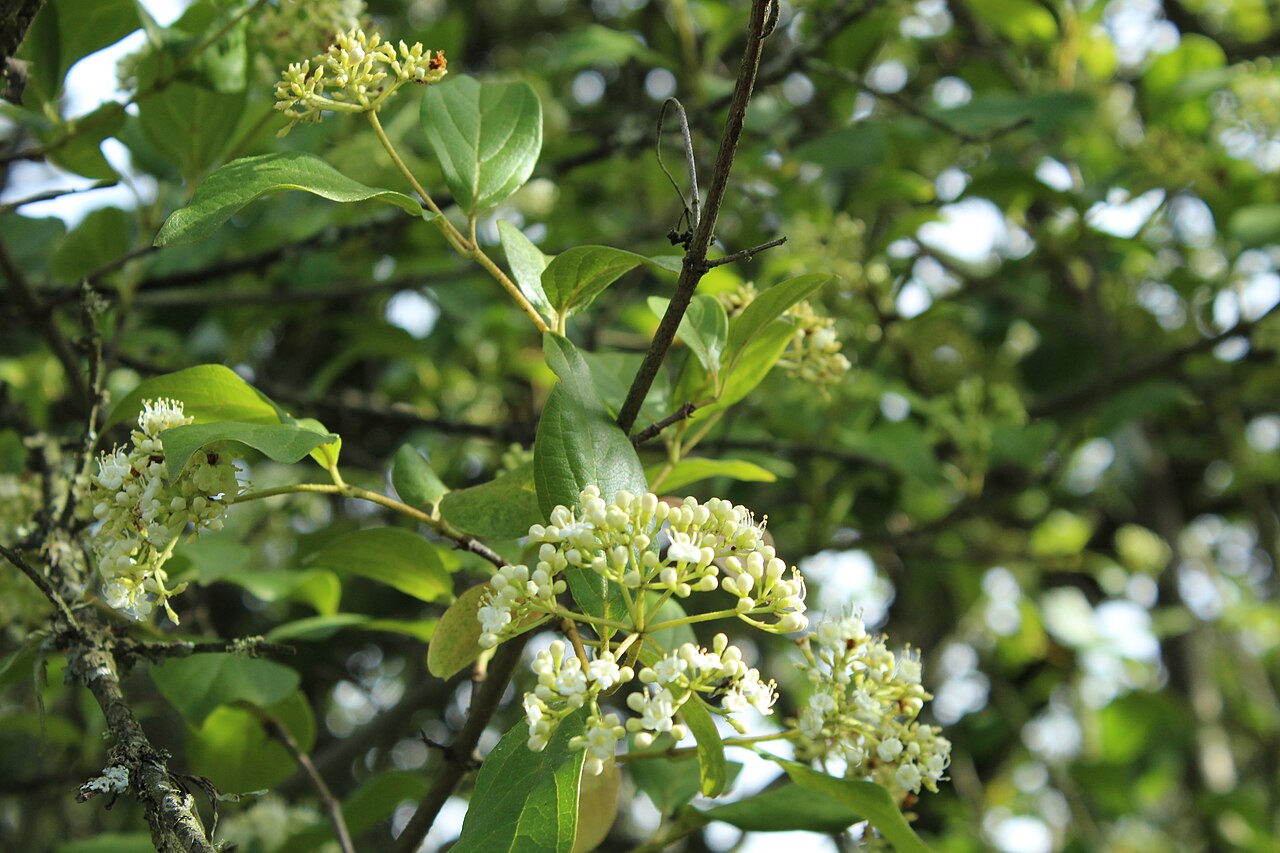 Viburnum triphyllum: Flores de Viburnum triphyllum