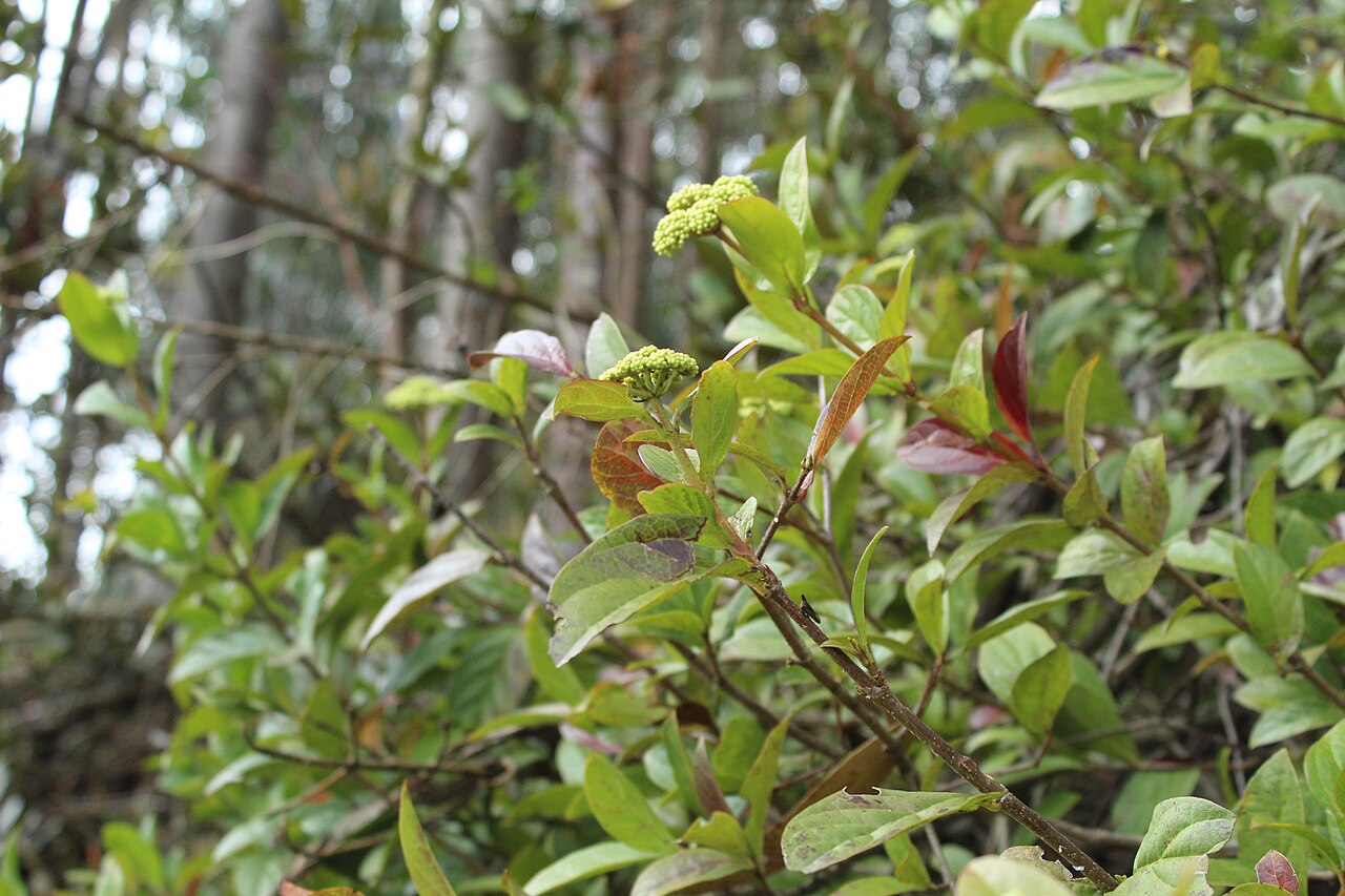 Viburnum triphyllum: Arbusto de Viburnum triphyllum