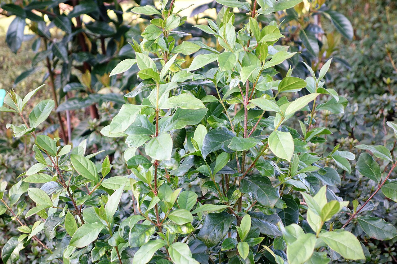Viburnum triphyllum: Viburnum triphyllum au Jardin des Plantes de Nantes