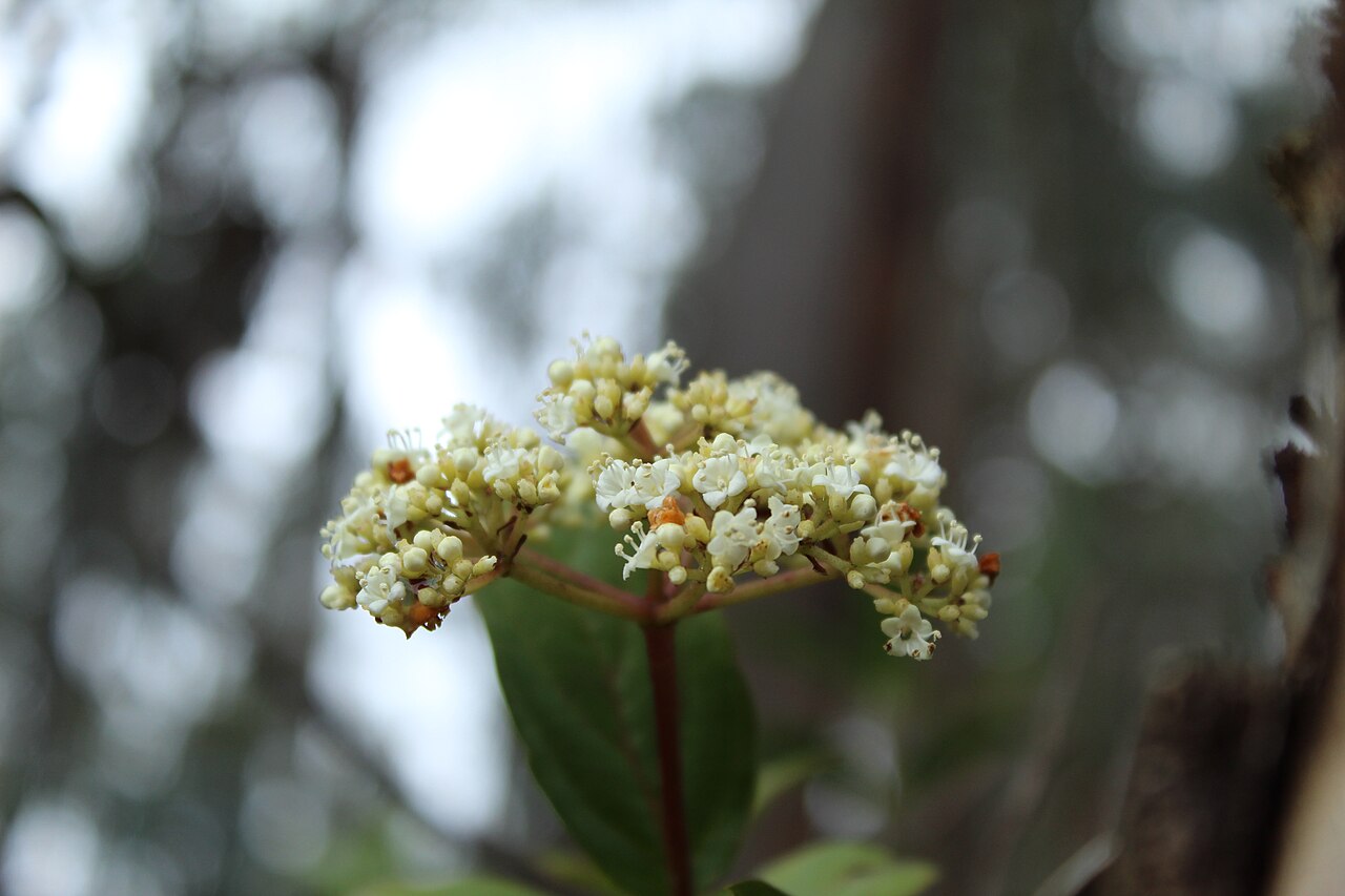 Viburnum triphyllum: Flowers of Viburnum triphyllum