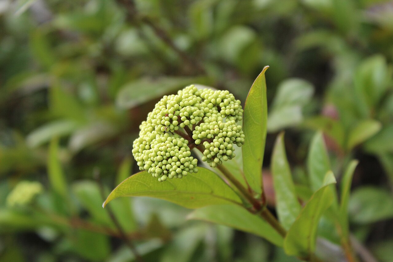 Viburnum triphyllum: Flowers of Viburnum triphyllum