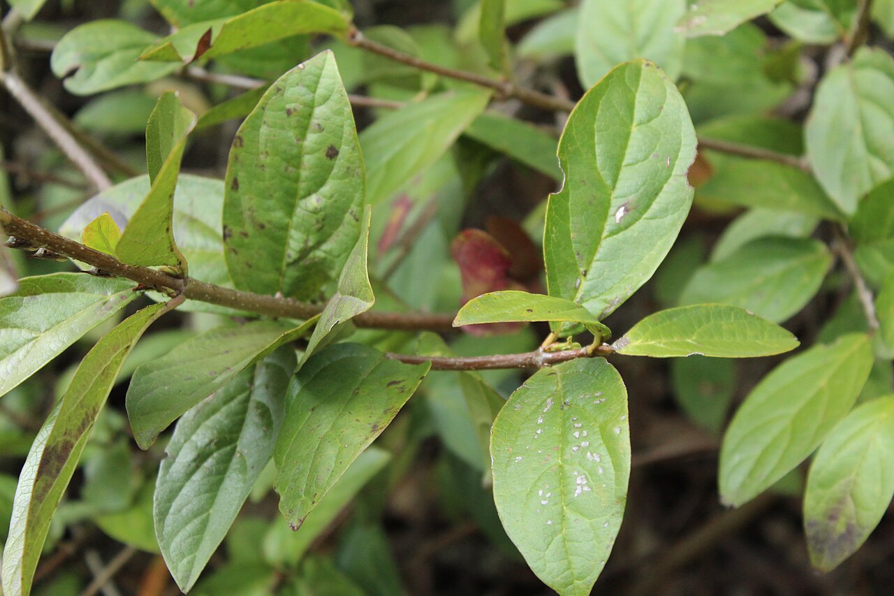 Viburnum triphyllum: Leaves of Viburnum triphyllum