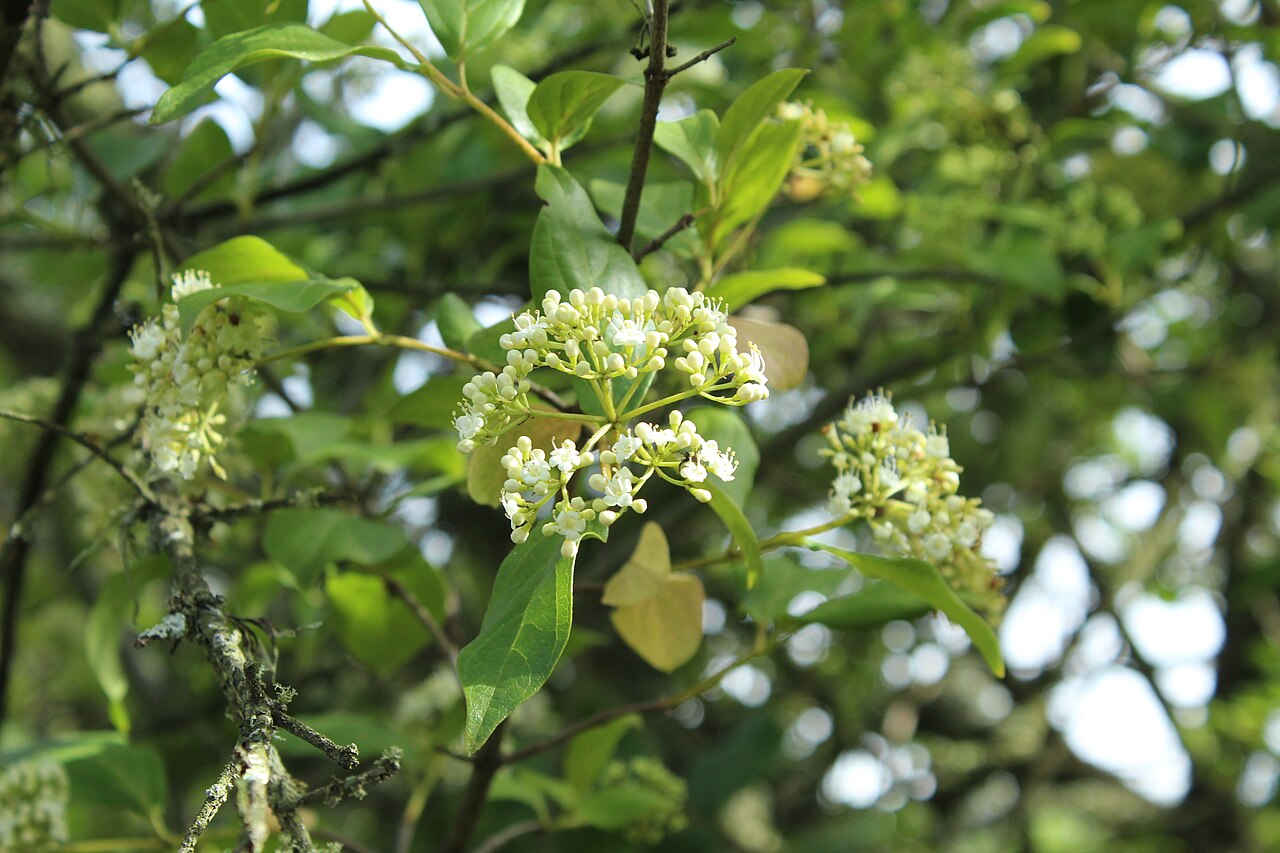 Viburnum triphyllum: Flores de Viburnum triphyllum