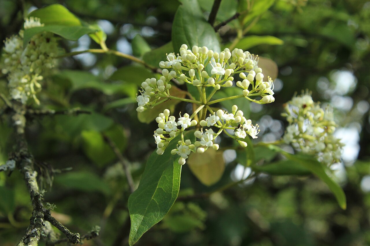 Viburnum triphyllum: Flores de Viburnum triphyllum