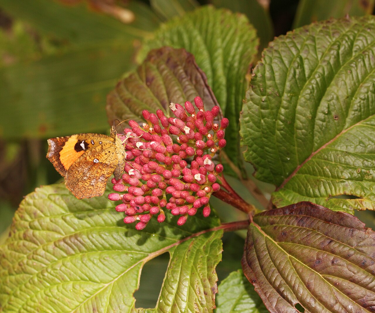 Viburnum urceolatum: Pterodecta feldern feeding nectar of Viburnum urceolatum f. procumbens in Mount Kanakusa, Japan.
