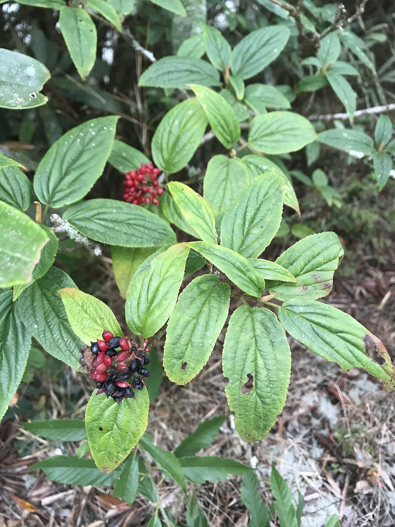Viburnum urceolatum: Viburnum urceolatum, Species of plant.