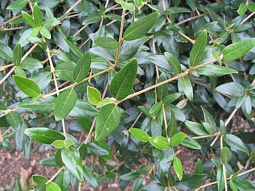 Viburnum utile: Location taken: <a href=" http://www.usna.usda.gov/ " target="_blank">The United States National Arboretum</a>, Washington DC. Names: Viburnum utile Hemsl. ex F