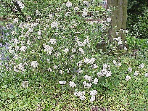 Viburnum utile: Species : Viburnum utile Family : Adoxaceae (formerly in Caprifoliaceae) Image No. 4