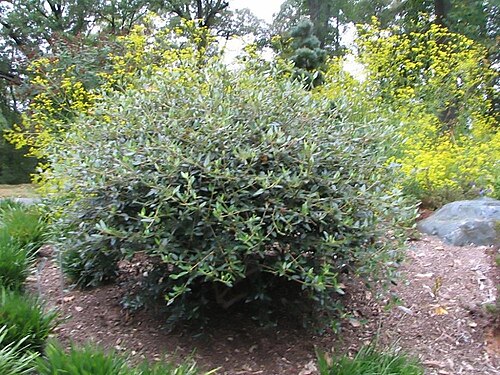 Viburnum utile: Location taken: <a href=" http://www.usna.usda.gov/ " target="_blank">The United States National Arboretum</a>, Washington DC. Names: Viburnum utile Hemsl. ex F