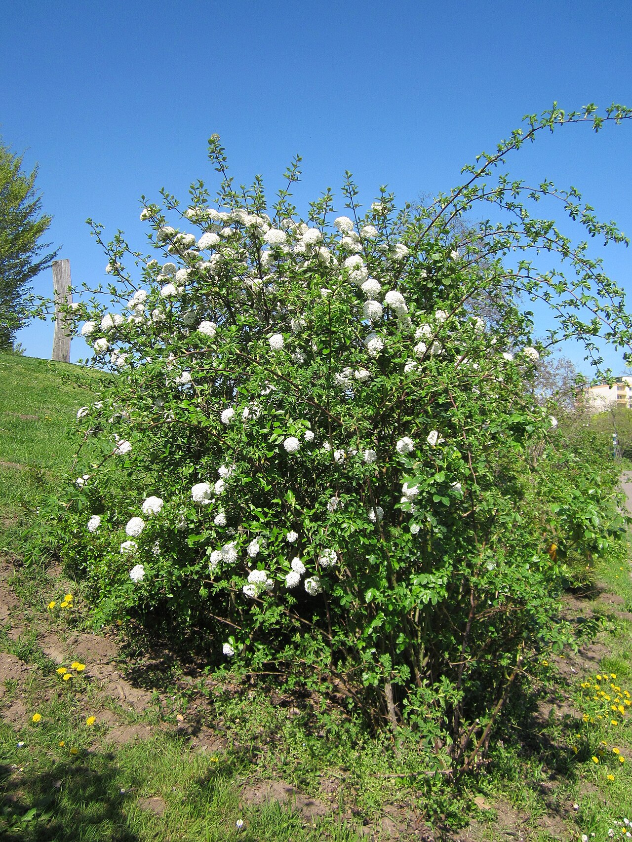 Viburnum utile: Nützlicher Schneeball ( Viburnum utile ) im Landesgartenschaupark Hockenheim