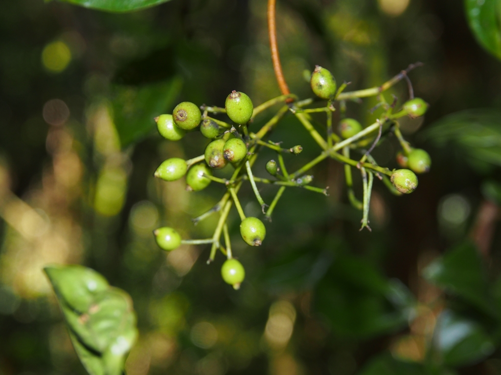 Viburnum venustum (Viburnum venustum)