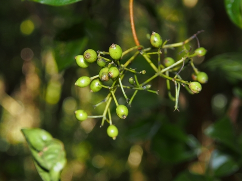 Viburnum venustum (Viburnum venustum)