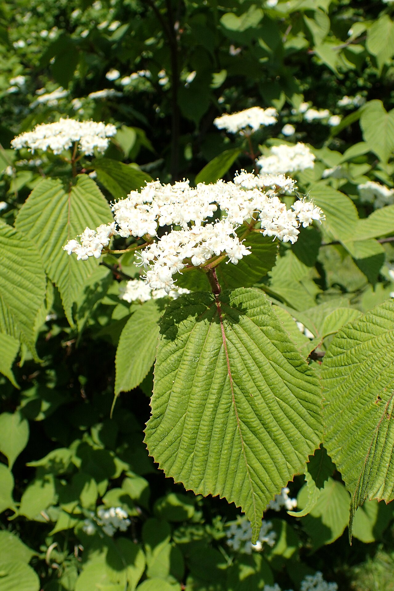 Wright's viburnum: Viburnum wrightii in the Botanischer Garten, Berlin-Dahlem