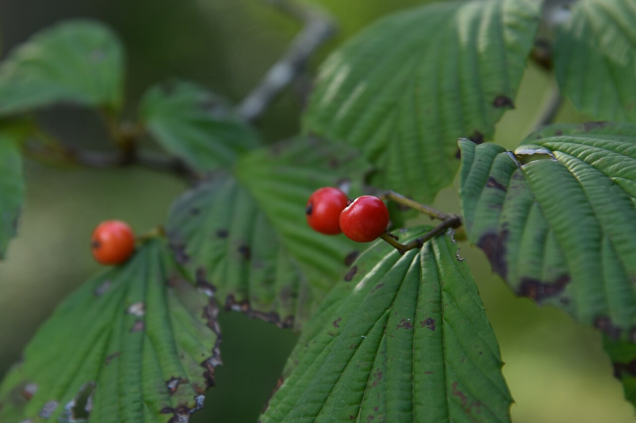 Wright's viburnum: ミヤマガマズミの果実(茨城県植物園にて)