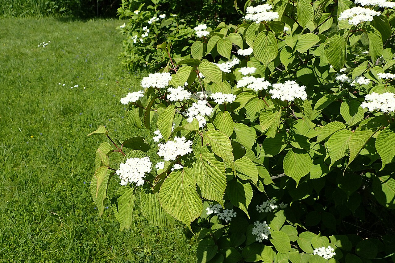 Wright's viburnum: Viburnum wrightii in the Botanischer Garten, Berlin-Dahlem