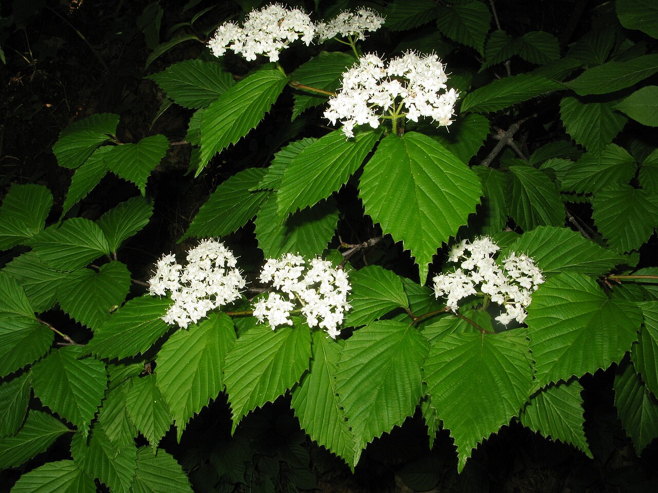 Wright's viburnum: Viburnum wrightii , Aizu area, Fukushima pref., Japan