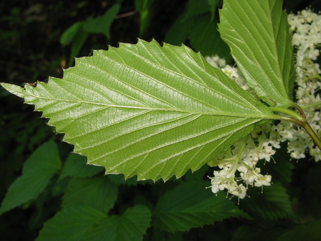 Wright's viburnum: Viburnum wrightii , Aizu area, Fukushima pref., Japan