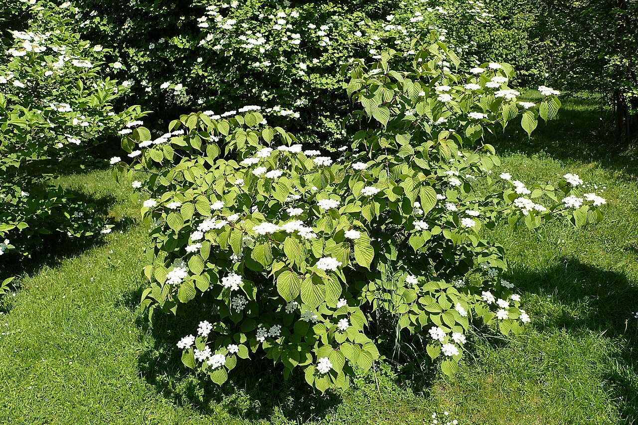 Wright's viburnum: Viburnum wrightii in the Botanischer Garten, Berlin-Dahlem