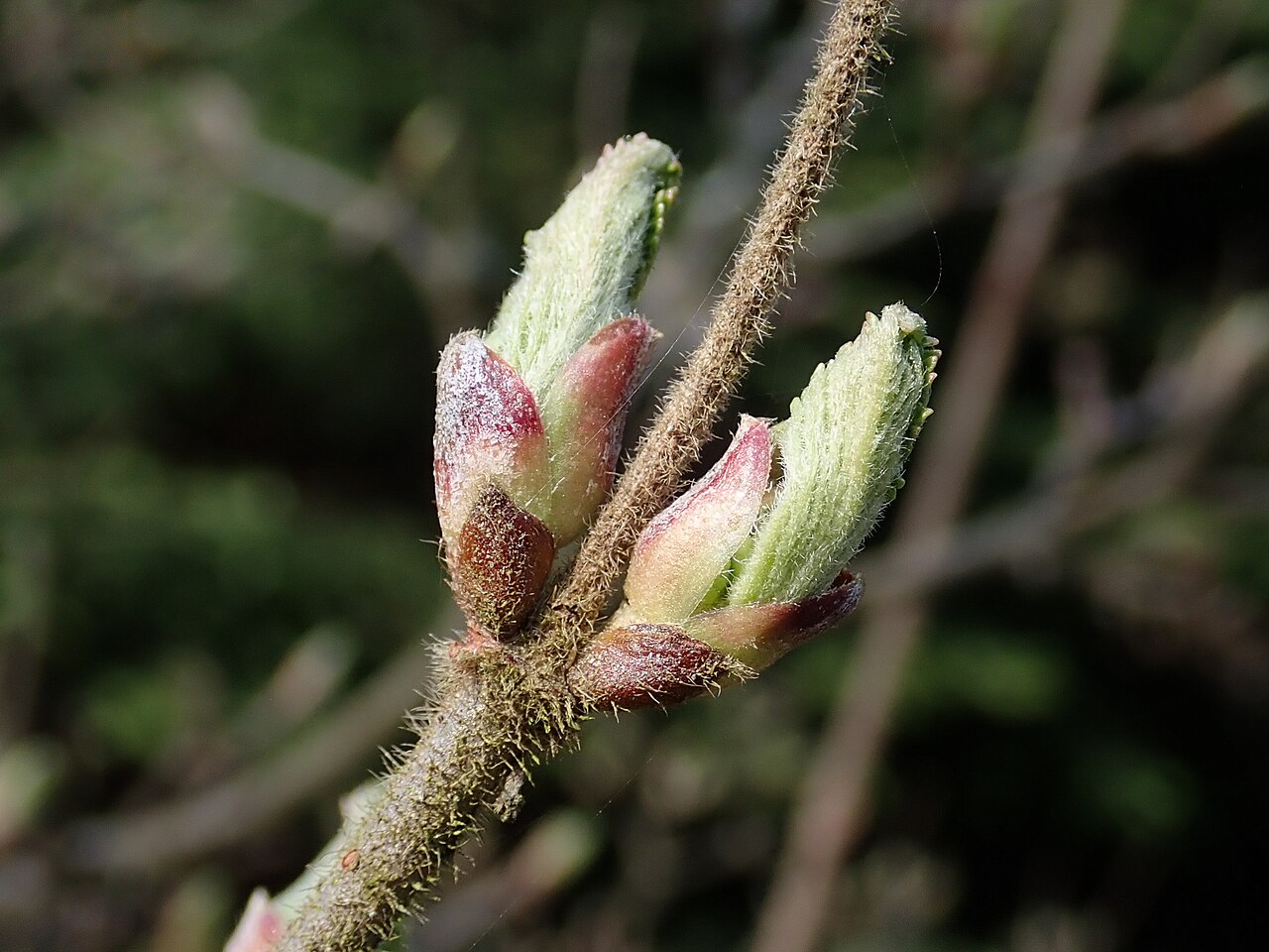 Wright's viburnum: Viburnum wrightii v. silvestre . Arboretum in Glinna, West Pomeranian Voivodeship, Poland.