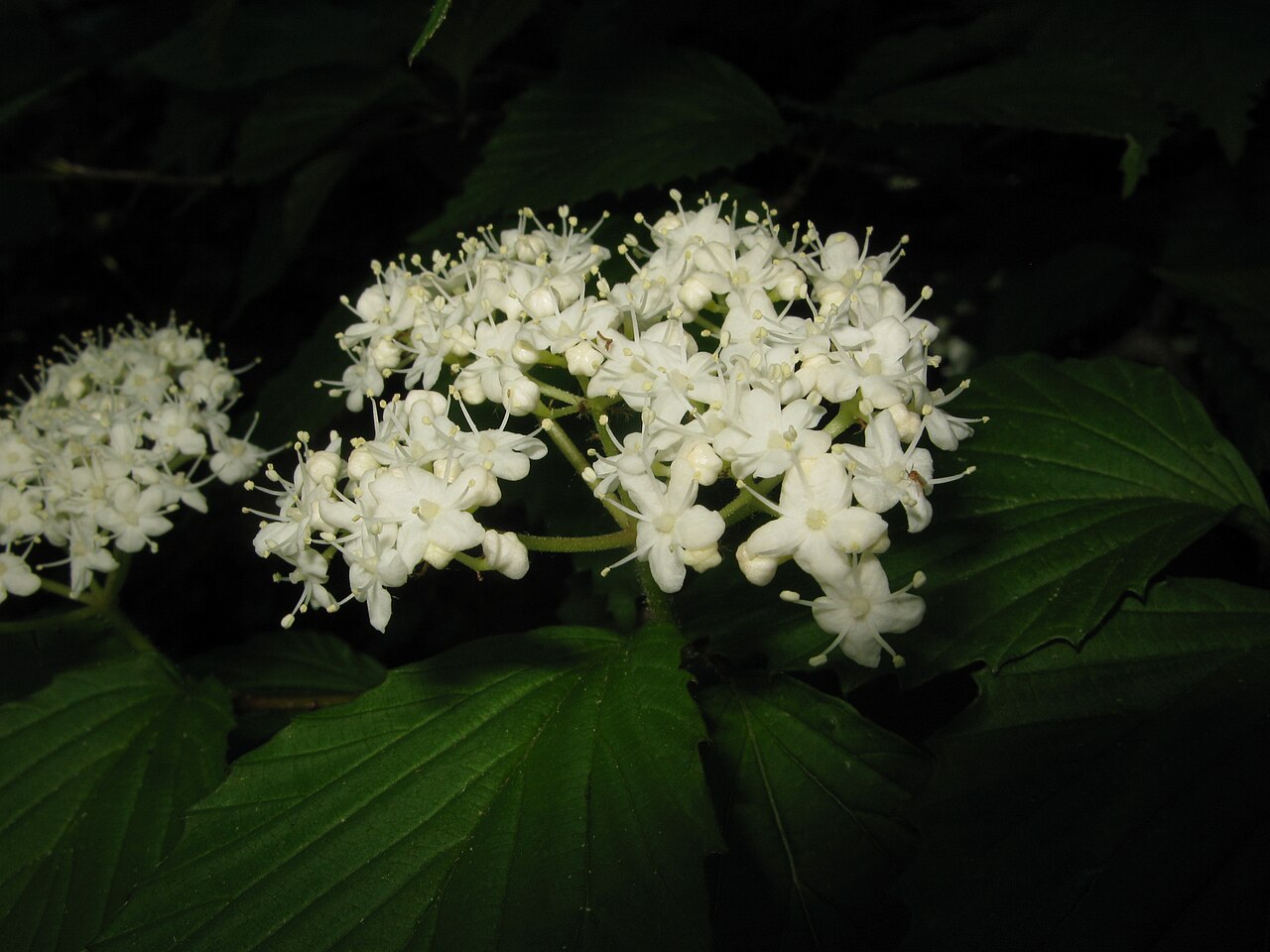 Wright's viburnum: Viburnum wrightii , Aizu area, Fukushima pref., Japan