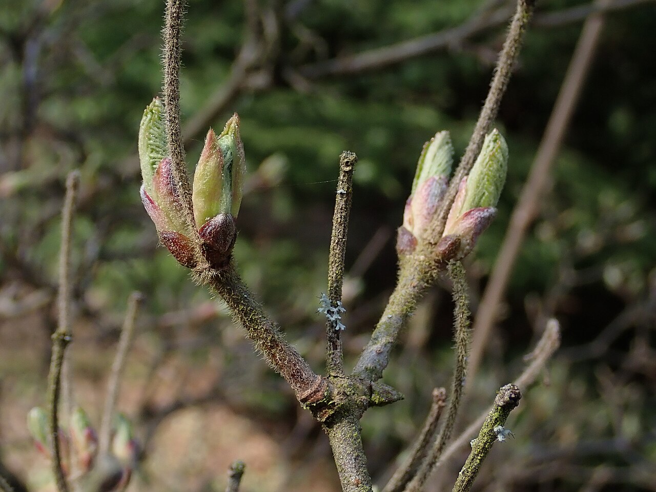 Wright's viburnum: Viburnum wrightii v. silvestre . Arboretum in Glinna, West Pomeranian Voivodeship, Poland.