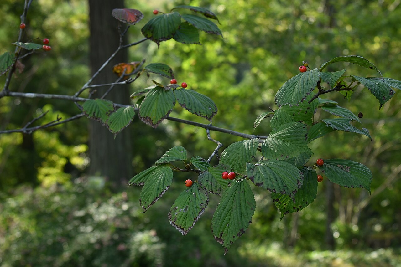 Wright's viburnum: ミヤマガマズミの果実(茨城県植物園にて)