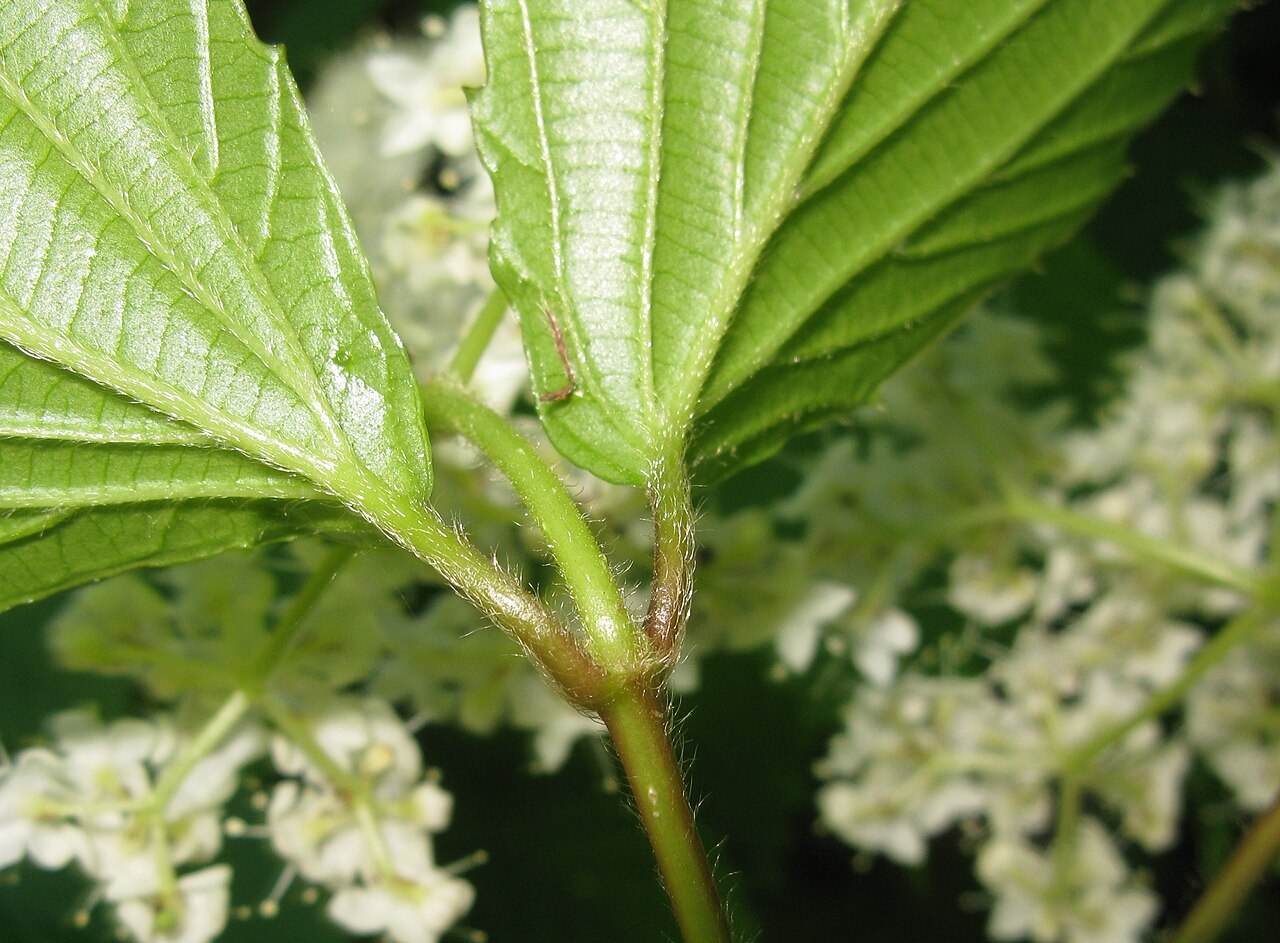 Wright's viburnum: Viburnum wrightii , Aizu area, Fukushima pref., Japan