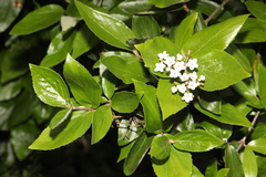 Viburnum × burkwoodii (Viburnum × burkwoodii)