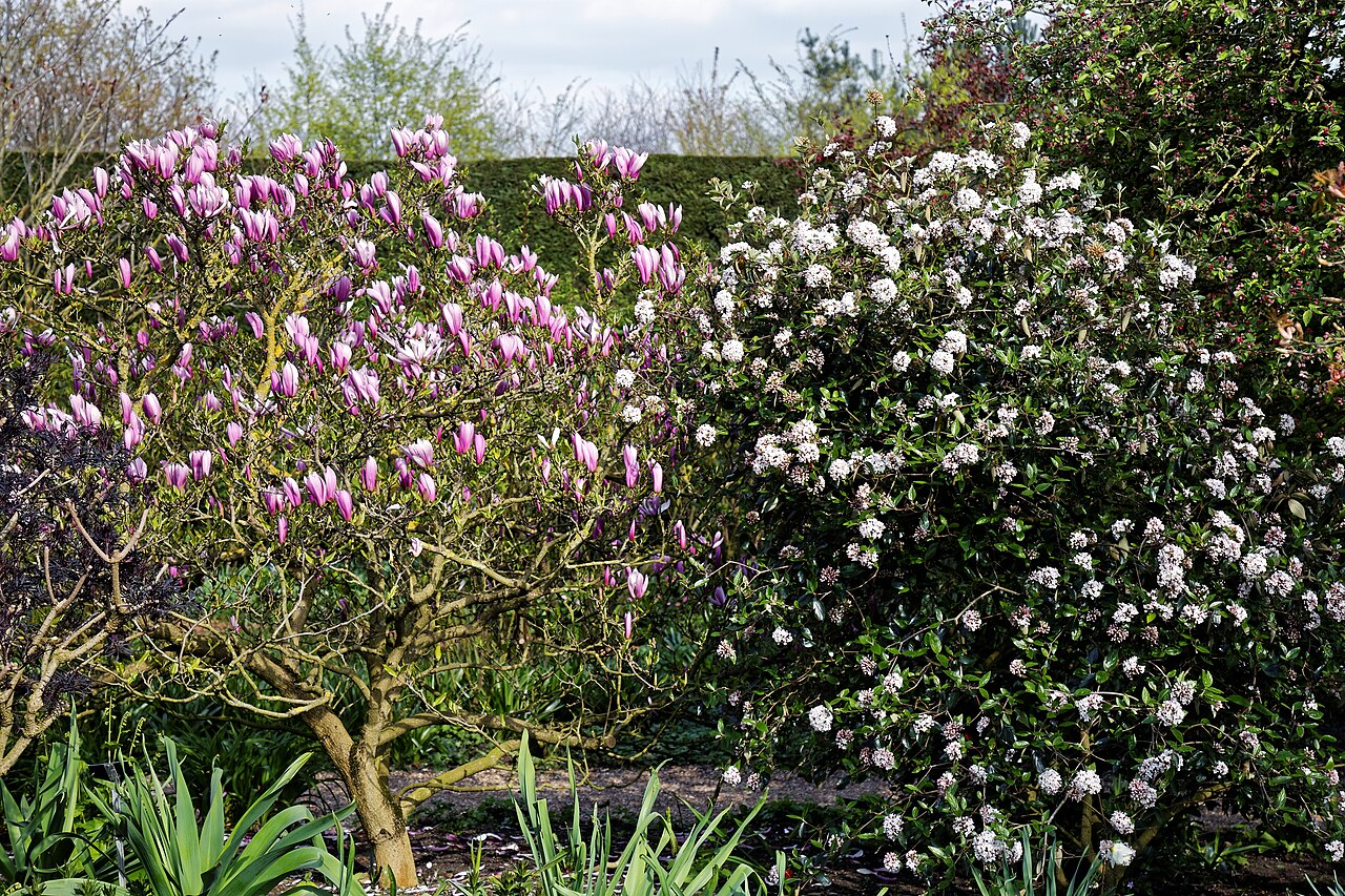 Viburnum × burkwoodii: Magenta Magnolia cultivar and Viburnum × burkwoodii 'Park Farm Hybrid' in the Royal Horticultural Society Hilltop Garden at RHS Hyde Hall , in Rettendon , Essex