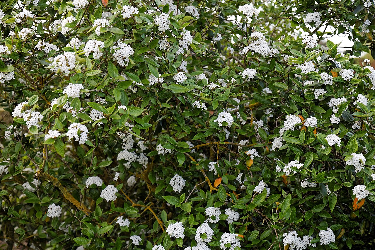 Viburnum × burkwoodii: Viburnum × burkwoodii , commonly Burkwood viburnum or arrowwood, in the Royal Horticultural Society Hilltop Garden at RHS Hyde Hall , in Rettendon , Essex , Eng