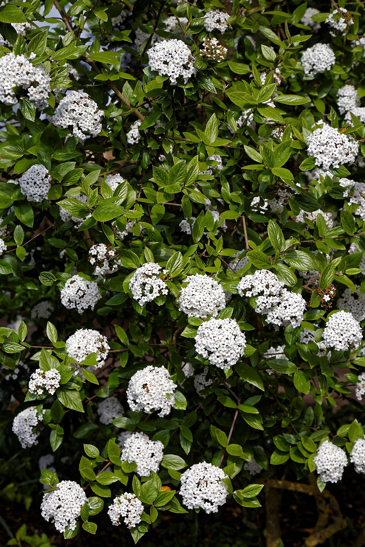 Viburnum × burkwoodii: Viburnum × burkwoodii , commonly Burkwood viburnum or arrowwood, in the Royal Horticultural Society garden at the RHS Hyde Hall , in Rettendon , Essex , England