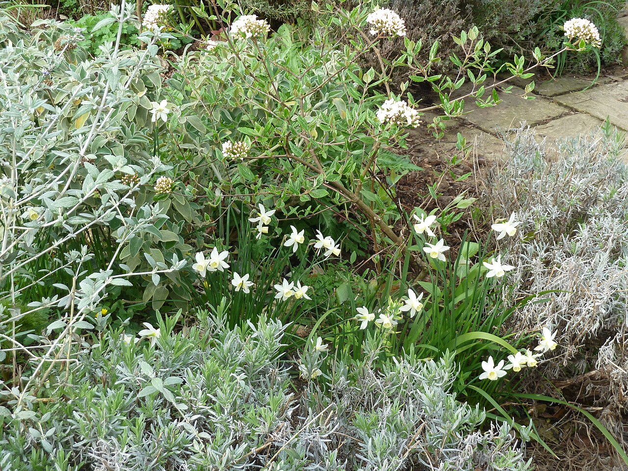 Viburnum × burkwoodii: Narcissus Segovia & Viburnum x burkwoodii