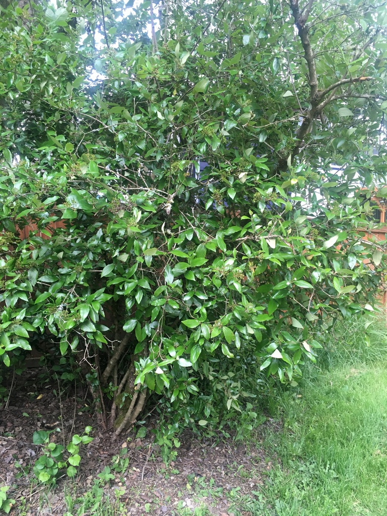 Viburnum × burkwoodii (Viburnum × burkwoodii)