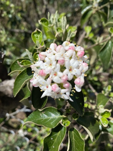 Viburnum × burkwoodii (Viburnum × burkwoodii)