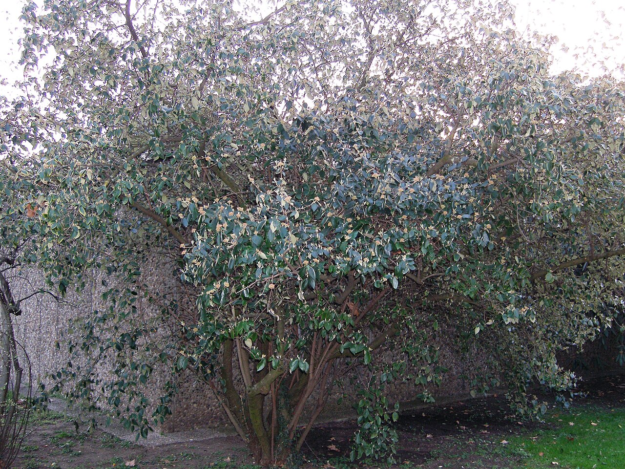 Viburnum × burkwoodii: Specimen in cultivation at the Wilhelma Zoologisch-Botanische Garten, Stuttgart, Germany.