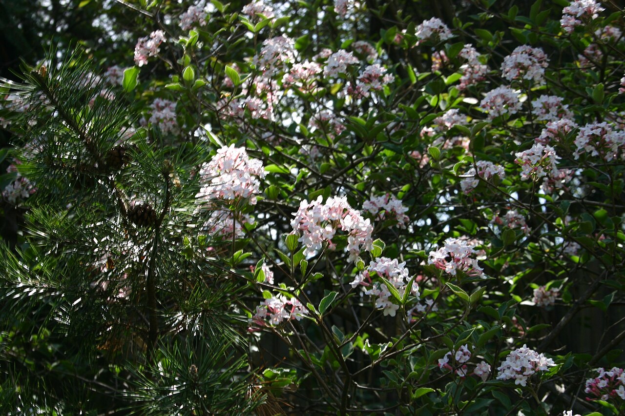Viburnum × burkwoodii: Flowers on Viburnum x burkwoodii