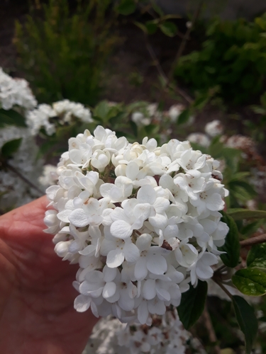 Viburnum × burkwoodii (Viburnum × burkwoodii)