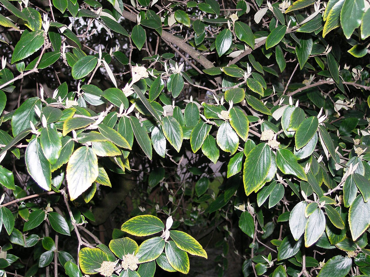 Viburnum × burkwoodii: Specimen in cultivation at the Wilhelma Zoologisch-Botanischer Garten, Stuttgart, Germany.