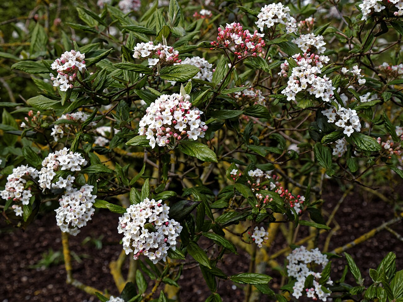 Viburnum × burkwoodii: Viburnum × burkwoodii 'Park Farm Hybrid' cultivar in the Royal Horticultural Society garden at the RHS Hyde Hall , in Rettendon , Essex , England. Camera : Cano
