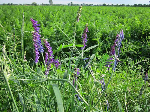 Bird vetch: Vogelwicke ( Vicia cracca ) bei Reilingen