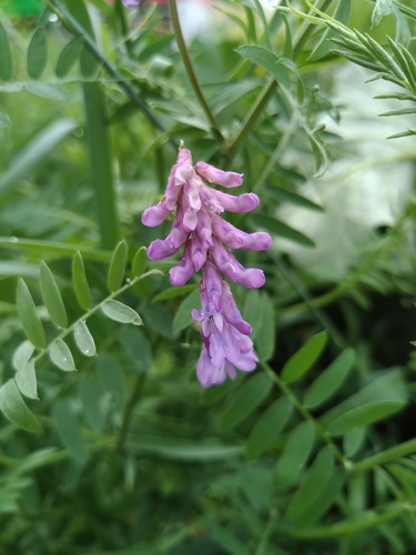 Bird vetch (Vicia cracca)